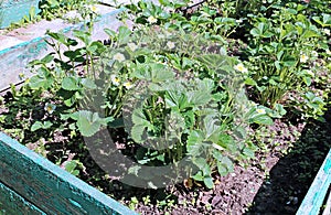 Flowering strawberry plant on the gardenbed