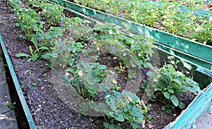 Flowering strawberry plant on the gardenbed