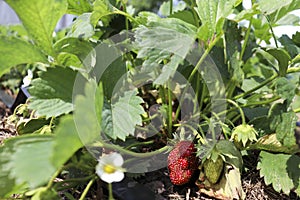 Flowering strawberry plant in open soil. White and yellow strawberry blossoms and green unripe berries. Plants without GMOs.