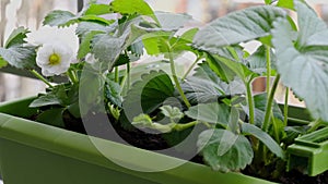 Flowering strawberry plant in pot. Growing strawberries on balcony