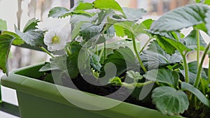 Flowering strawberry plant in pot. Growing strawberries on balcony