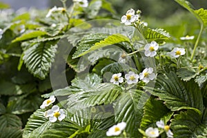 Flowering strawberry plant in springtime in the garden