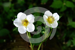 Flowering strawberry