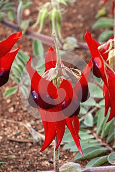 Flowering sturt\'s desert pea a creeper plant