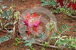 Flowering sturt\'s desert pea with pink bulbous centre