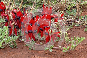 Flowering sturt\'s desert pea vine