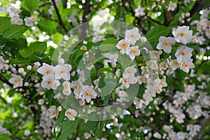 Flowering Styrax japonicus, the Japanese snowbell tree with small white flowers. photo