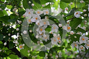 Flowering Styrax japonicus, the Japanese snowbell tree with small white flowers. photo