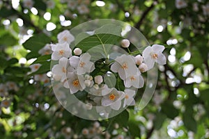 Flowering Styrax japonicus, the Japanese snowbell tree with small white flowers. photo