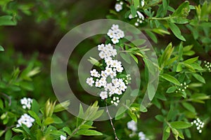 A flowering subshrub with white petals and green leaves, ideal as groundcover