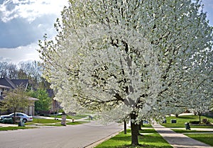 Flowering Suburbs