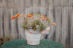 Flowering Succulent