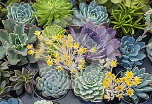 Flowering succulent in bloom on an assorted tray