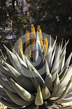 Flowering succulent close up photo.