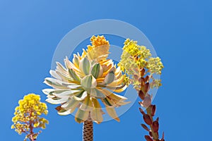 Flowering succulent leaves desert plants on blue sky, cactus bloom