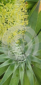 Flowering Succulent at the Mackay Botanical Garden's