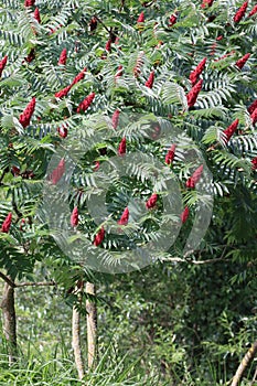 flowering Sumac