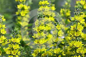 Flowering in a summer garden loosestrife  - yellow flowers close-up horizontally