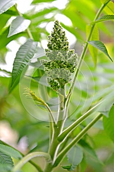 Flowering sumy tannic Rhus coriaria L.. Inflorescence of pistil flowers close-up