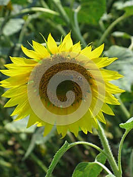 Sunflower and bumblebee