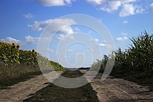 The flowering of sunflower and ripe corn and wheat in a field