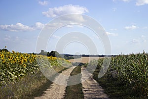 The flowering of sunflower and ripe corn and wheat in a field