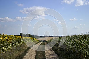 The flowering of sunflower and ripe corn and wheat in a field