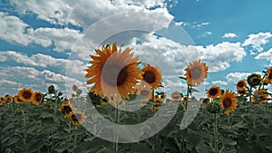 Flowering sunflowers. 4K. FULL HD, 4096x2304.