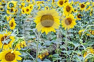 Flowering sunflowers on the field