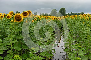 Flowering sunflowers field that standing in the pool at rainy summer day