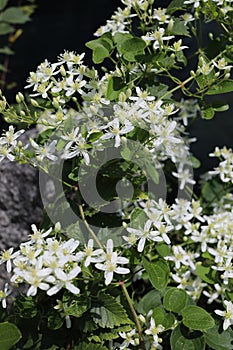 Flowering sweet autumn clematis virginsbower and its leaves