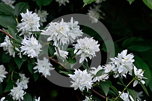 Flowering Syringa (Philadelphus)