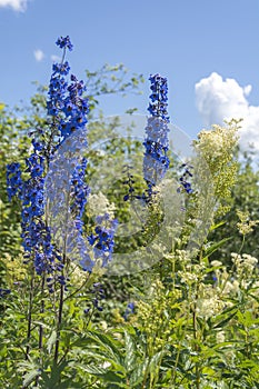 Flowering tall bushes of meadowsweet and larkspur