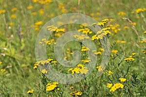 Flowering tansy plant in a rural field