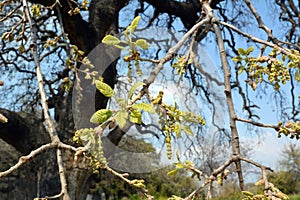 Flowering of the Tavor oak in the protected Tal grove in Israel photo