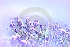 Flowering thistle - burdock