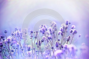 Flowering thistle lit by sunlight