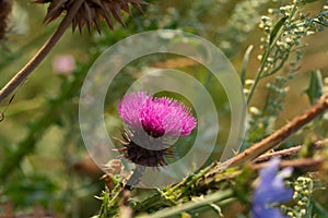 Prickly pink wild burdock flower in the field