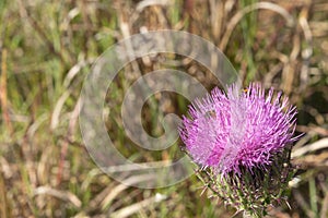 Flowering Thorny Thistle