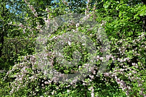 Flowering of three-lobed almond