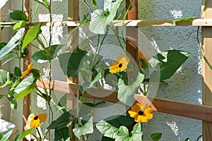 Flowering Thunbergia on wooden trellis near the wall on the balcony. Black-eyed Susan vine plant with orange flowers