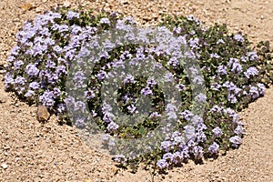 A flowering thyme on rocky habitat