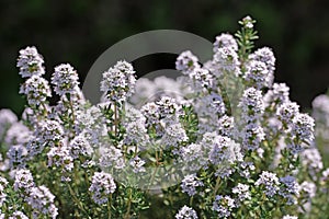 Blooming thyme in early summer