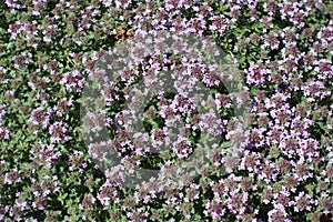 Flowering Thymus praecox in summer