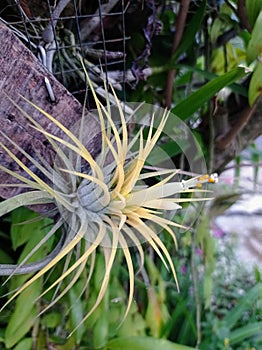 Flowering Tillandsia ionatha Druid