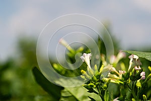 flowering tobacco.