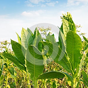 Flowering tobacco