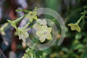Flowering tobacco lime green or nicotiana alata plant