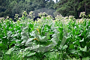 Flowering Tobacco Plants in Bloom