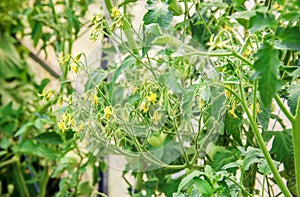 Flowering tomato. Many colors.